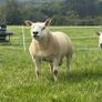 Texel shearlings Image 6