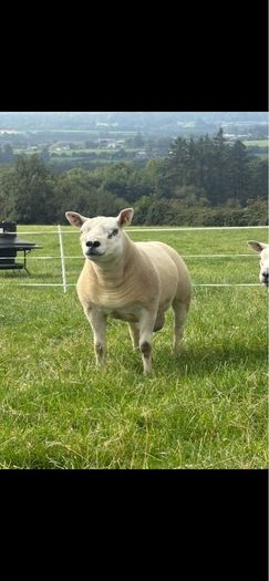 Texel shearlings