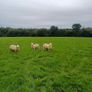Belclare x and Texel x ewe lambs Image 2