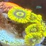 Corals Image 2