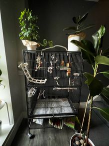 Large bird cage