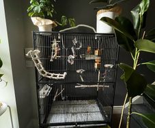 Large bird cage