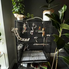 Large bird cage