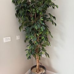 6ft artificial Ficus plant / tree