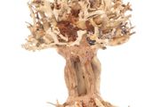 Bonsai Tree Baobab Style Small