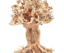 Bonsai Tree Baobab Style Small