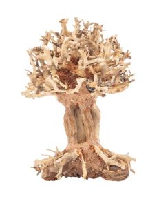 Bonsai Tree Baobab Style Small