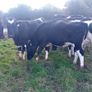 Maiden heifers Image 2