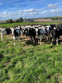 Incalf heifers