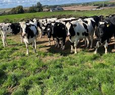 Incalf heifers