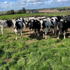 Incalf heifers