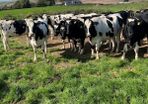 Incalf heifers