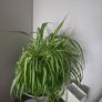 House plants Image 2
