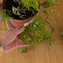 House plants Image 7