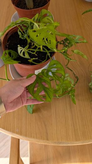 House plants