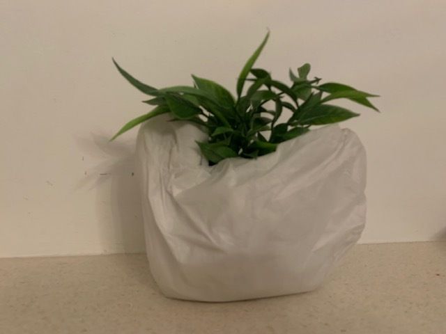 NEXT artificial plant