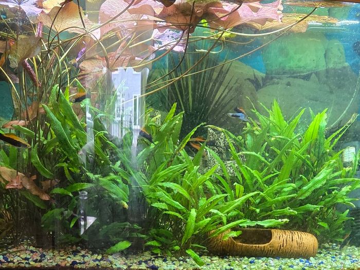 Aquarium plants