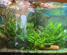 Aquarium plants