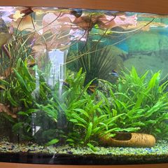 Aquarium plants