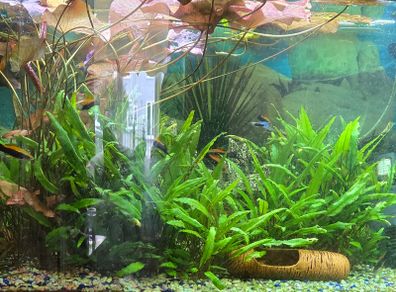 Aquarium plants