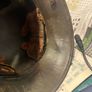 ww1 helmet Image 5