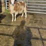Four horned Jacob ram lamb Image 3