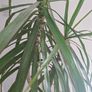 Dragon Tree Image 3