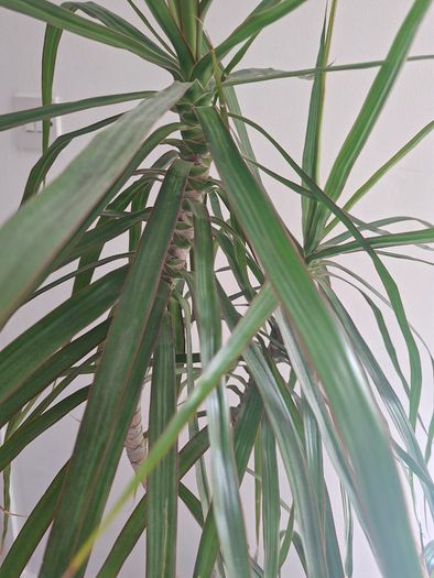 Dragon Tree