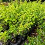Red Robin Hedging TWO EUROS Image 9