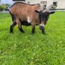Pigmy goat Image 4