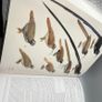 Handbook of the Birds of the World Vol 14 del Hoyo HC Lynx Edicions Ornithology Image 10