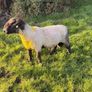 P/B Suffolk Ram Image 2