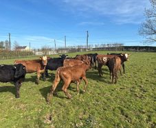 15 super limosin weanling heifers