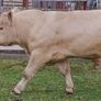 Charolais Buls Image 3