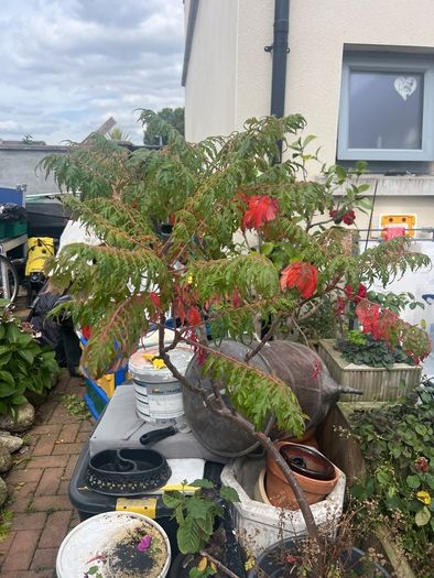plant