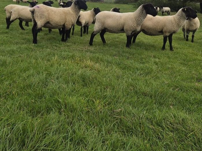 Suffolk Mule Ewe Hoggets
