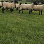 Suffolk Mule Ewe Hoggets Image 8