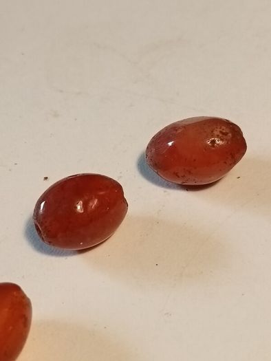 25 1900BC Carnelian Ancient Egypt Beads(With COA)