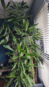 Yucca houseplant