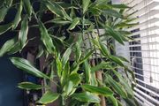 Yucca houseplant
