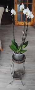 Vintage Style Woven Wicker Two Teir Plant Stand