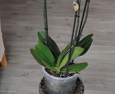 Vintage Style Woven Wicker Two Teir Plant Stand