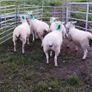 Organic hoggets Image 2