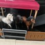 Schleich horse Club Transporter Image 5