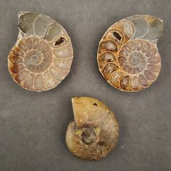 Fossilized prehistoric ammonites, ,With display box.