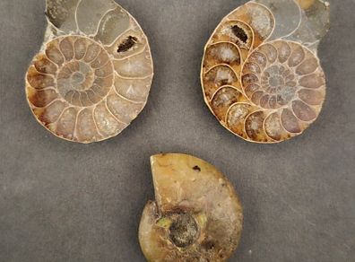 Fossilized prehistoric ammonites, ,With display box.