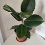 Indoor Plant Image 3