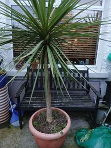 palm tree