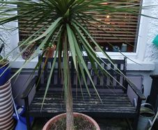 palm tree