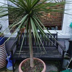 palm tree